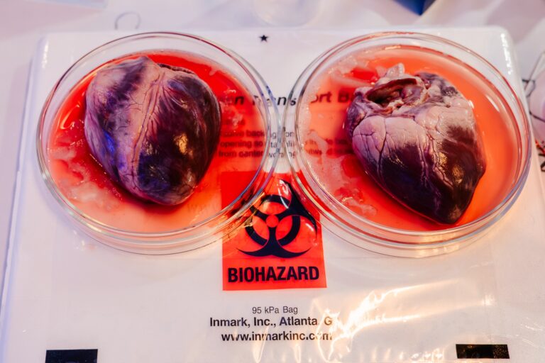 Dwa realistyczne modele serc w naczyniach laboratoryjnych z czerwonym płynem imitującym krew, umieszczone na torbie oznaczonej symbolem „BIOHAZARD”. Eksponat prezentowany podczas 15. Forum Rozwoju Mazowsza w ramach pokazów medycznych i edukacyjnych.